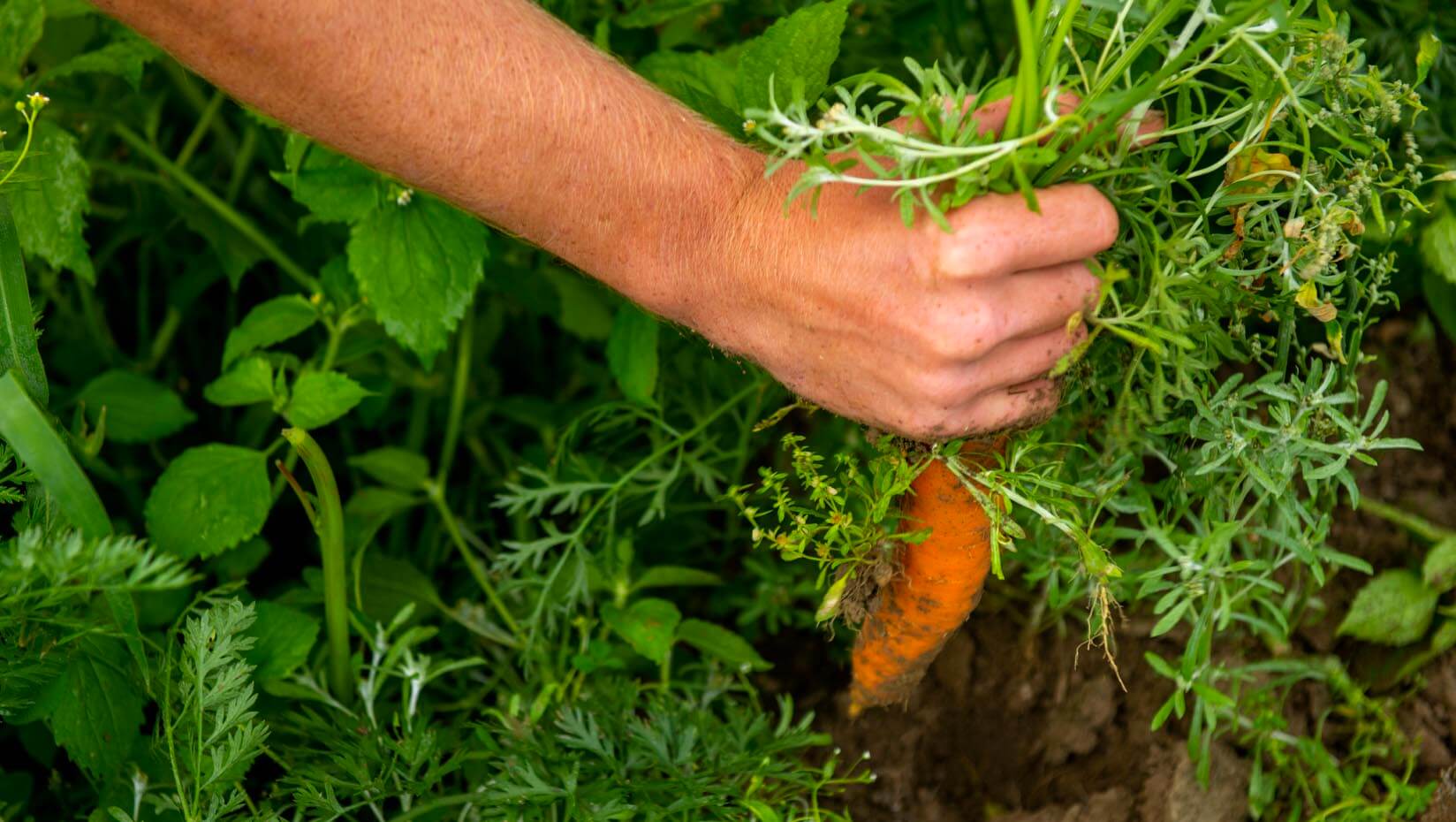 A photo of a hand holding a carrot