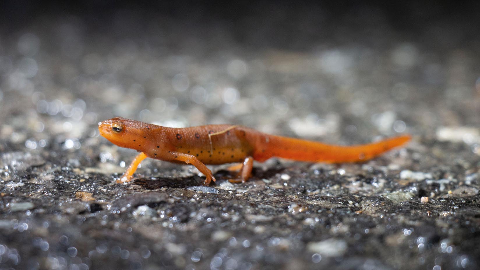 A photo of a salamander