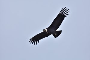 A photo of an Andean Condor