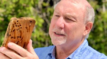 A photo of a person looking at a piece of wood