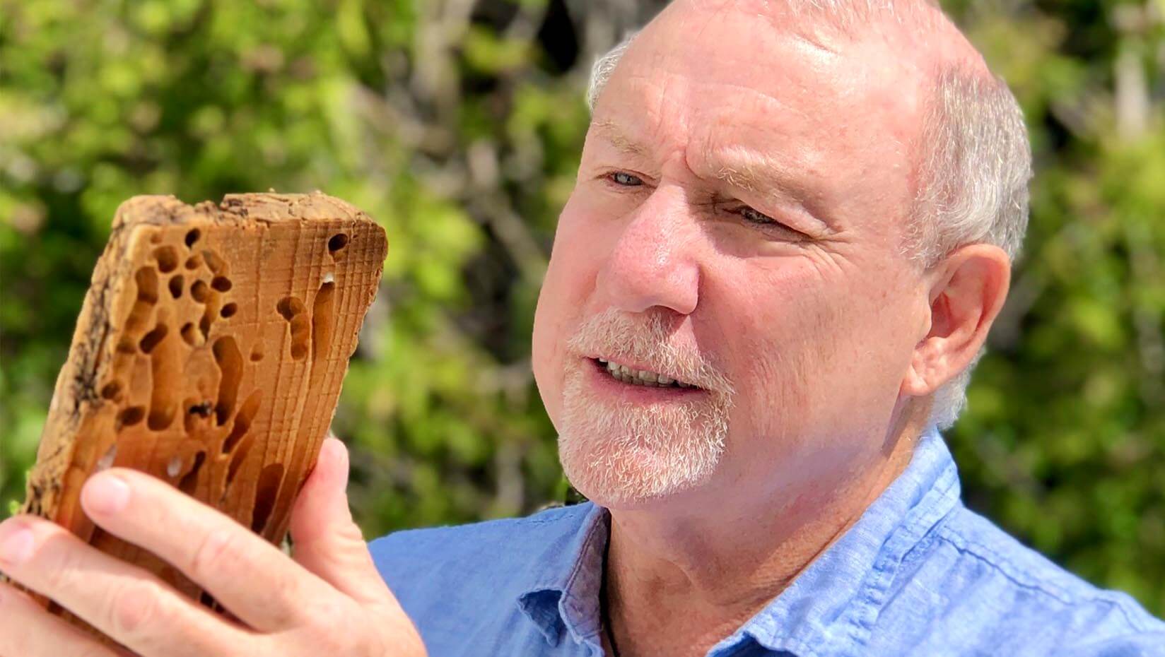 A photo of a person looking at a piece of wood
