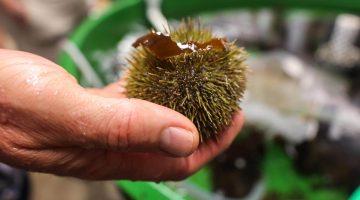 A photo of a hand holding a sea urchin