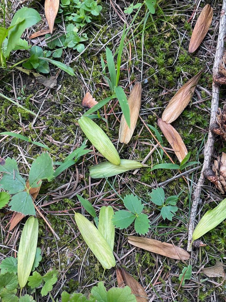 A photo of brown ash seeds