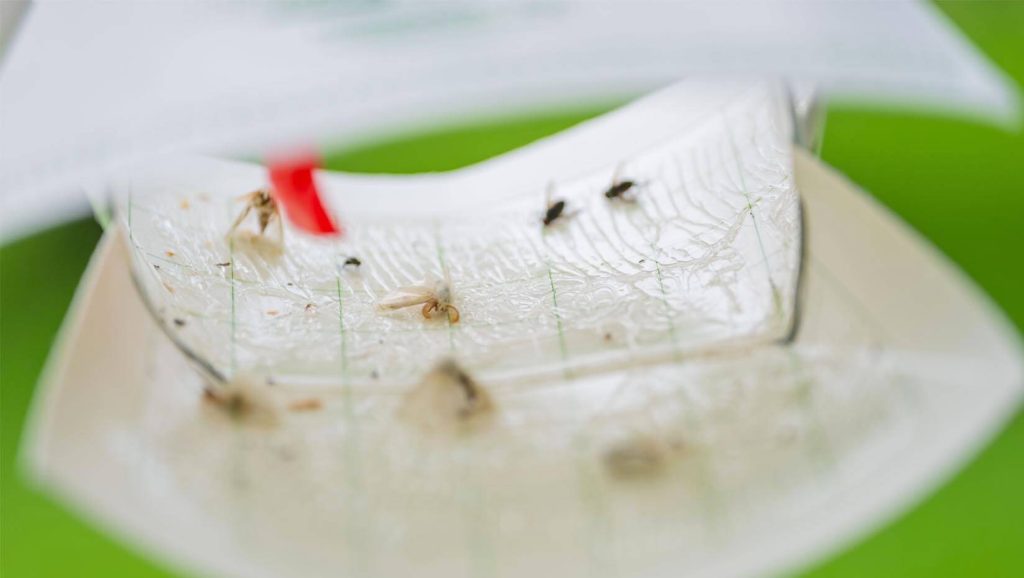 A photo of a pest trap with bugs in it