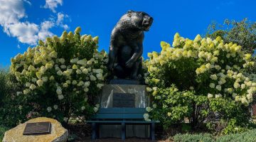 A photo of UMaine's black bear statue