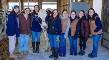A photo of students and a cow in UMaine's new robotic milking barn