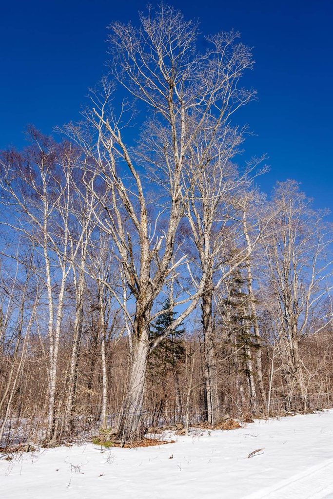 A photo of a tree in snowy woods