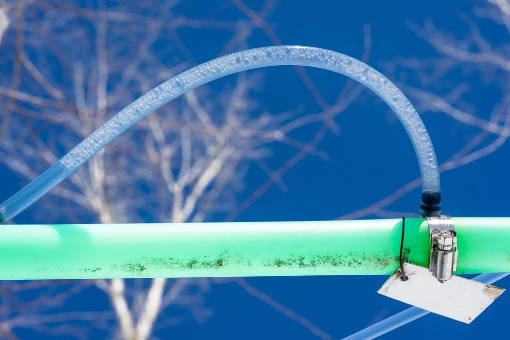 An image of tubing with tree sap inside