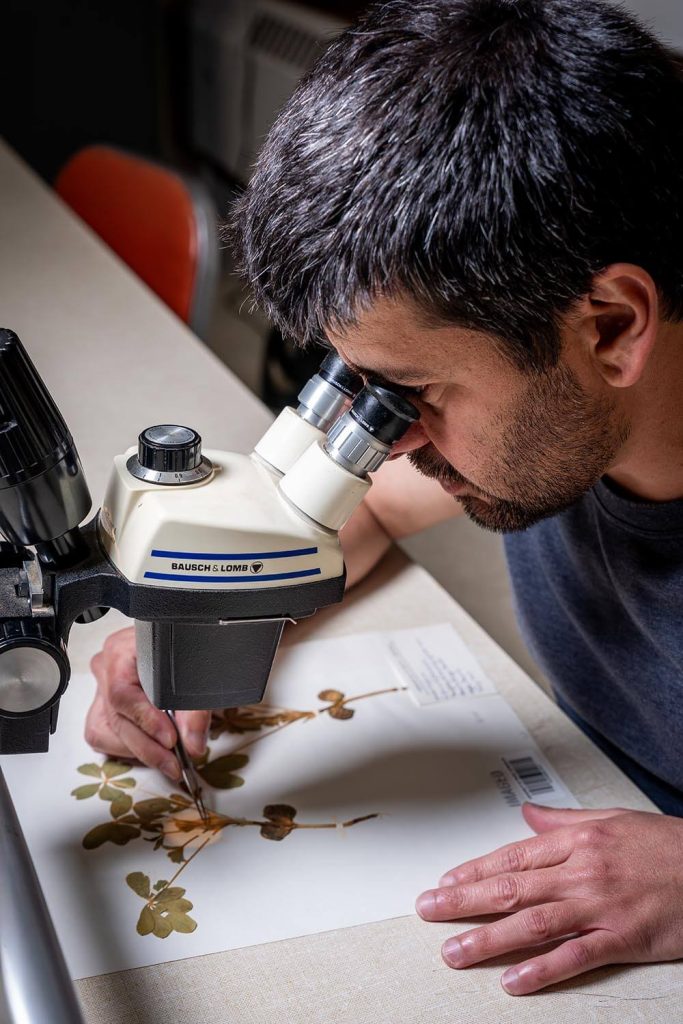 A photo of Jose Eduardo Meireles looking at a preserved plant through a microscope
