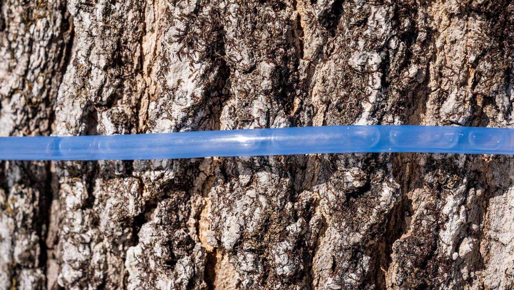 A photo of plastic tubing on a trunk of a tree