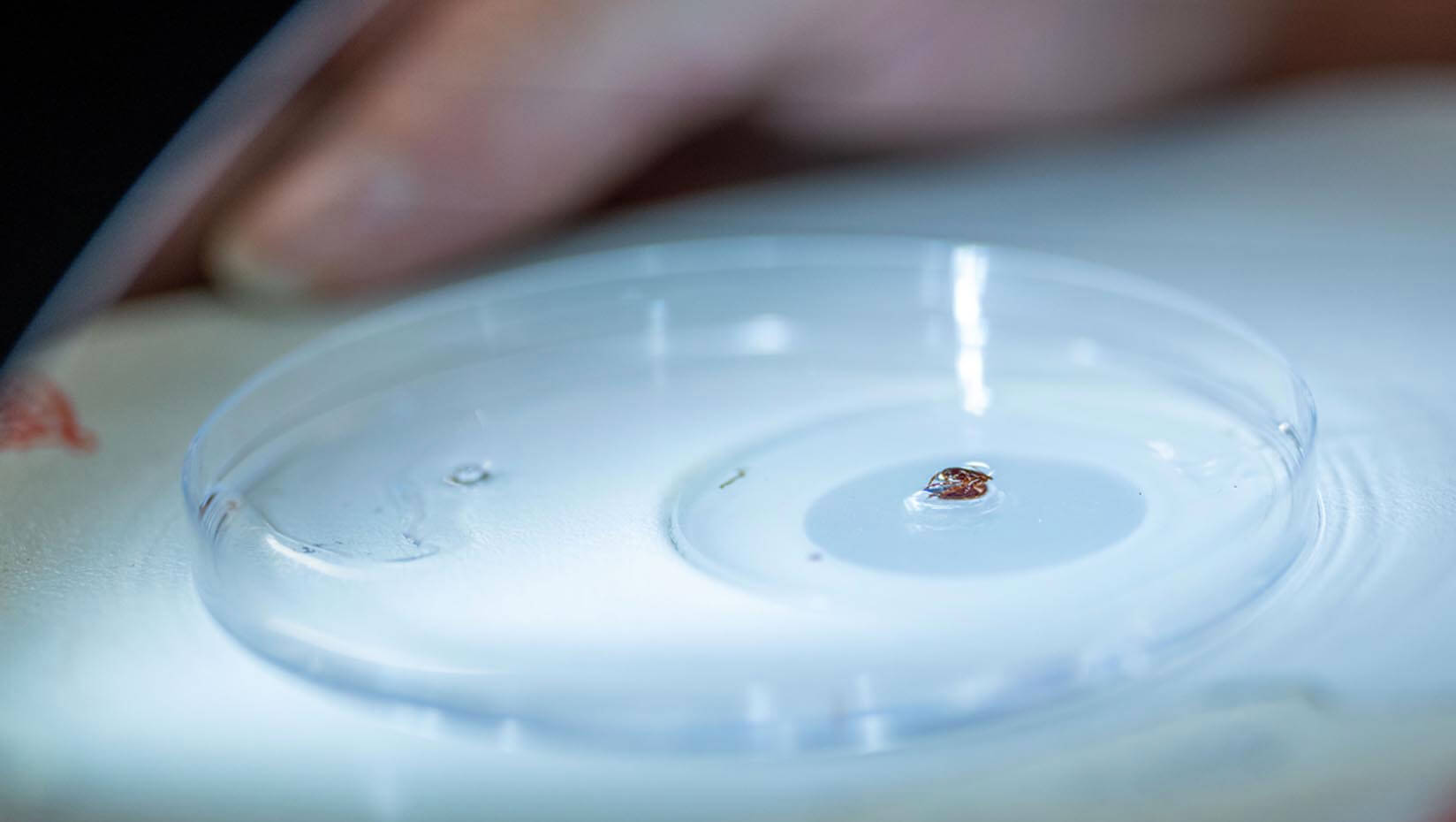 A photo of a tick on a specimen dish