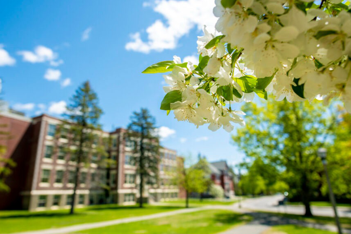 A photo of a flowering tree with a building in the background