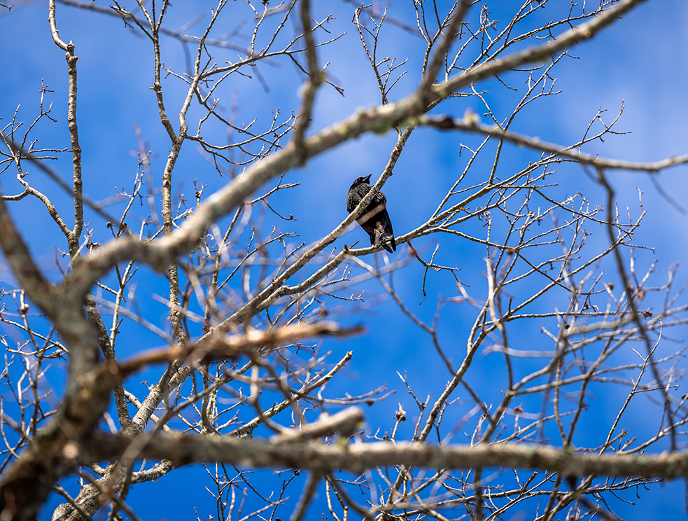 A photo of a bird