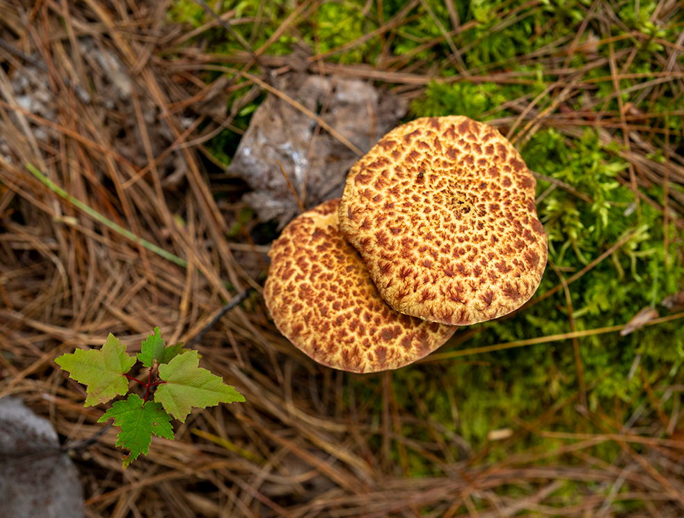 A photo of a mushroom