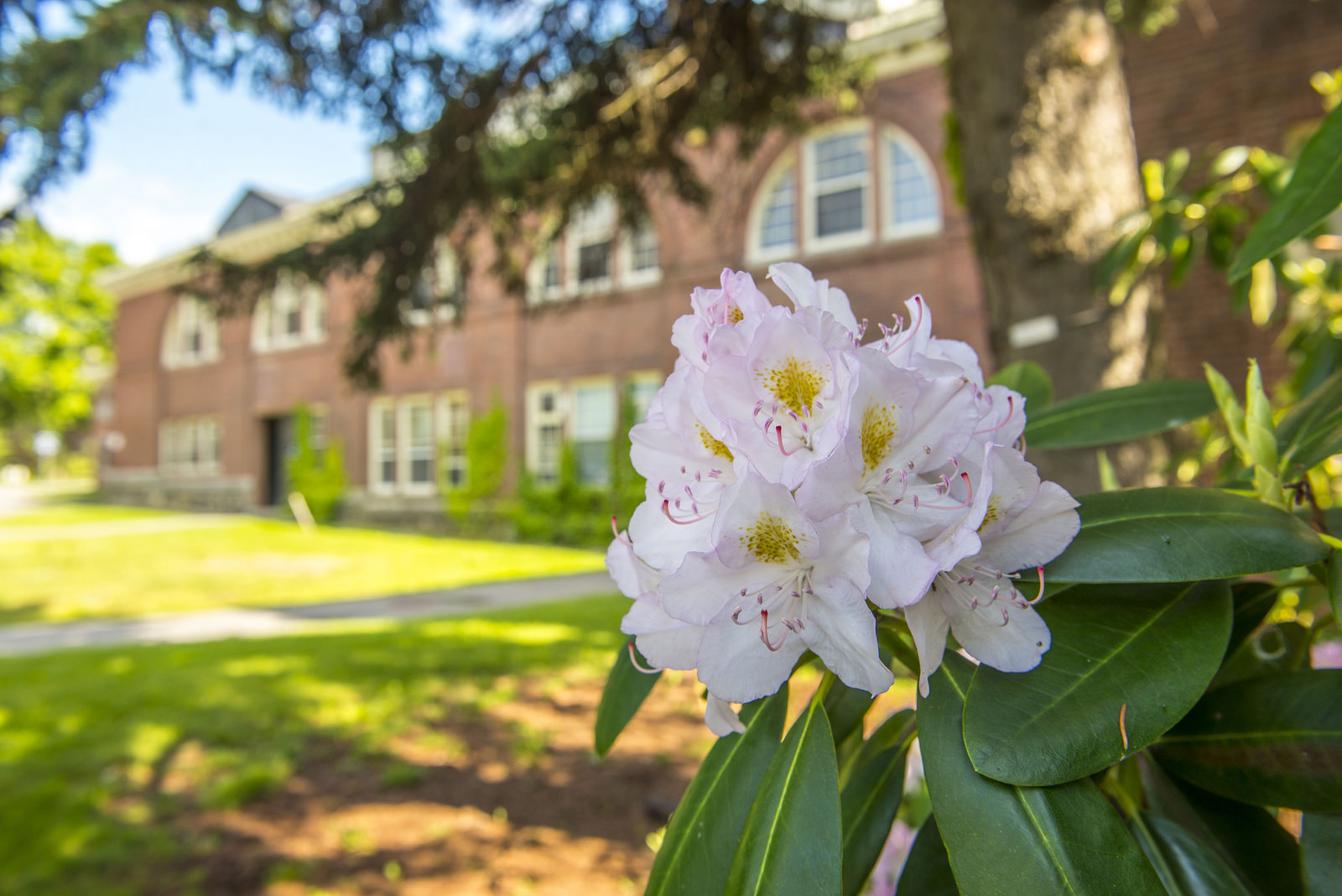 Flowers outside Alumni Hall