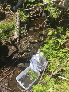 collecting stream samples