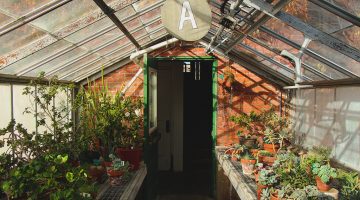 Interior of Greenhouse