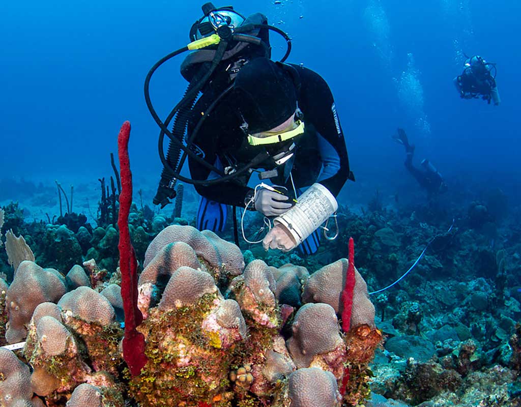 Marine Diver taking notes of coral reef