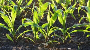 Image of corn plants