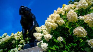 image of black bear statue