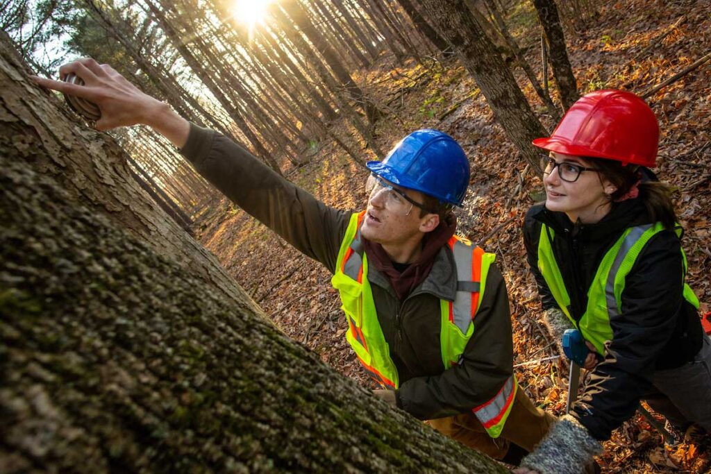 Students looking at forest tree