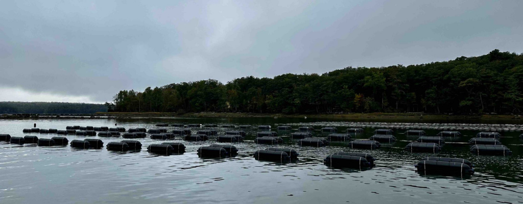 Image of cages in water