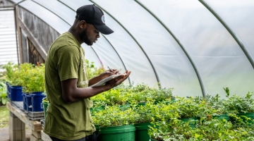 Image of person working on blueberry farm