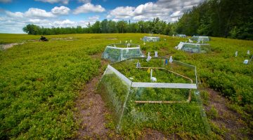 Photo of irrigation apparatuses in wild blueberry field.