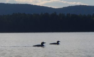 Loons on Flagstaff lake