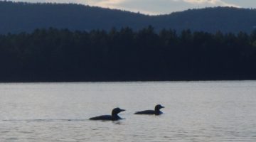 Loons on Flagstaff lake