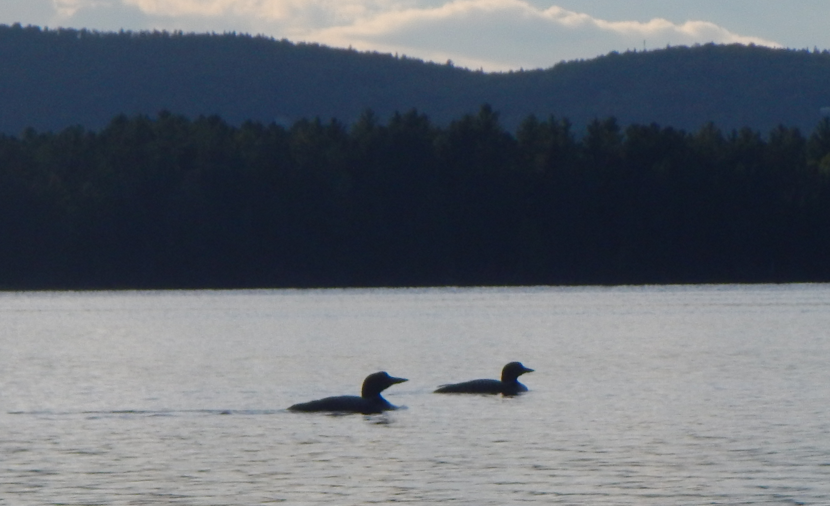 Loons on Flagstaff lake