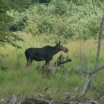 Moose off Rt. 16 near Stratton