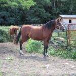 Double B Equine Rescue