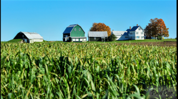 Houlton Corn Field