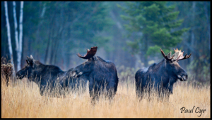 Madawaska Moose