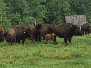 Beech Hill Farm & Bison