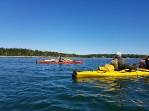 Hancock Point kayak tour
