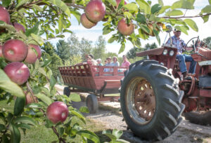 Maine Apple Sunday