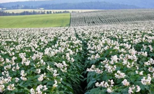 Woodland Potato Blossoms