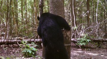 Front Ridge Guide Service