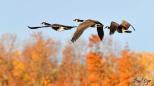 Canada Geese