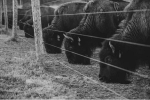 Bigelow Fields Bison