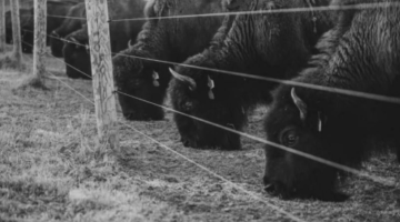 Bigelow Fields Bison