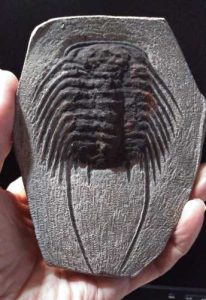Trilobite fossil