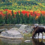 Photo George Wuerthner Moose in north Maine woods