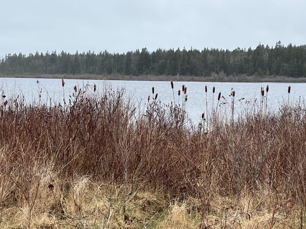 Roque Bluffs state park pond
