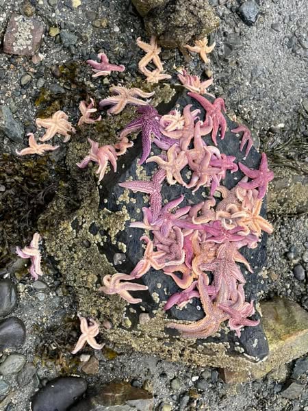 Tidal Falls low tide