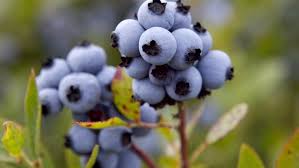 Wild Maine blueberries